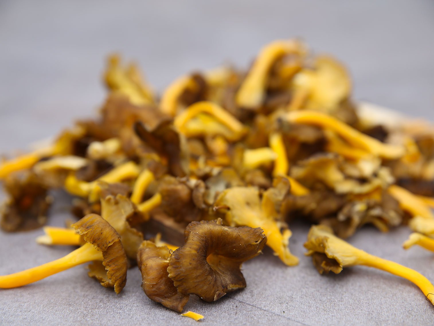 Tout savoir sur la chanterelle Potager City