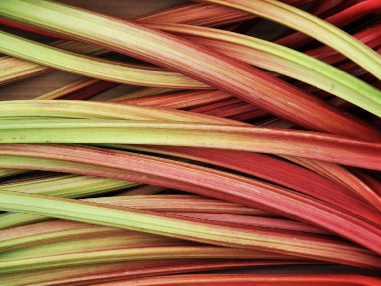 Tout Savoir Sur La Culture De La Rhubarbe Rhubarbe Planter Cultiver Recolter
