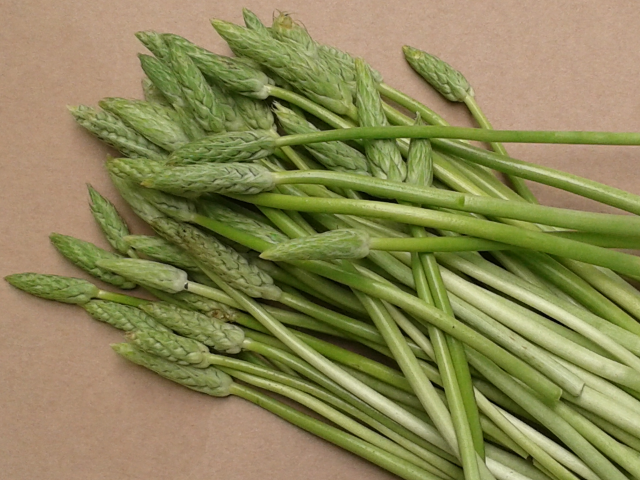 All you need to know about wild asparagus |  City vegetable garden