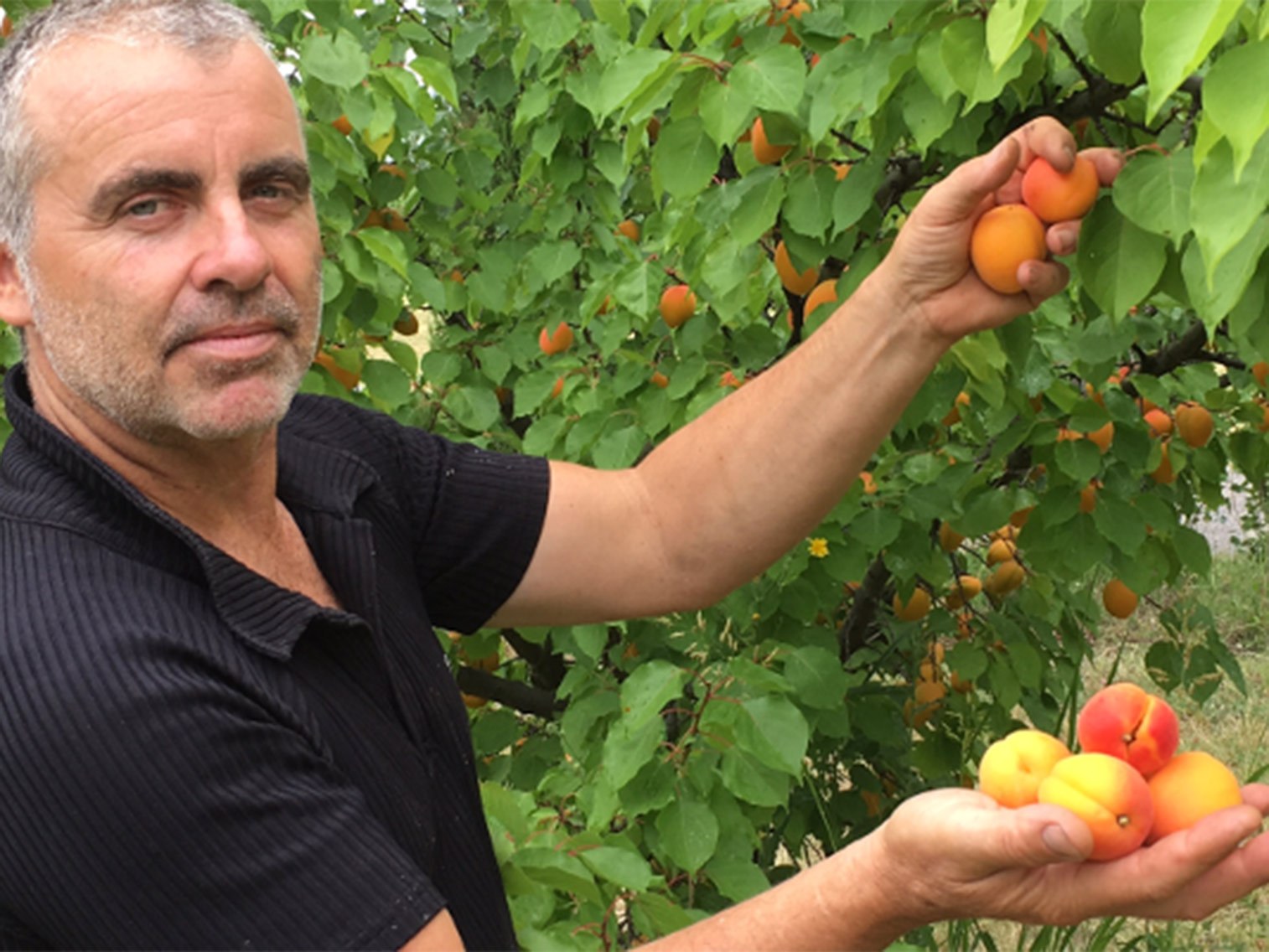 Jean-Noël aux petits soins pour ses fruits