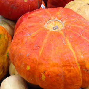Courge