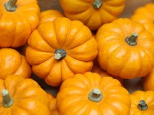 Courge Jack O Lantern