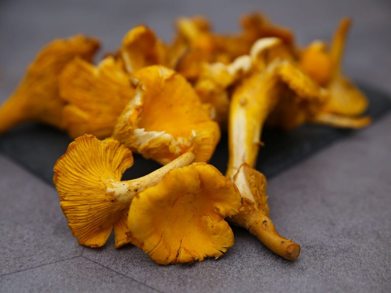 Tout savoir sur la girolle Potager City