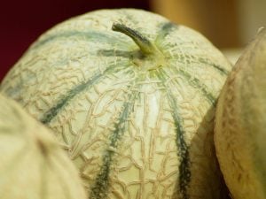 Melon