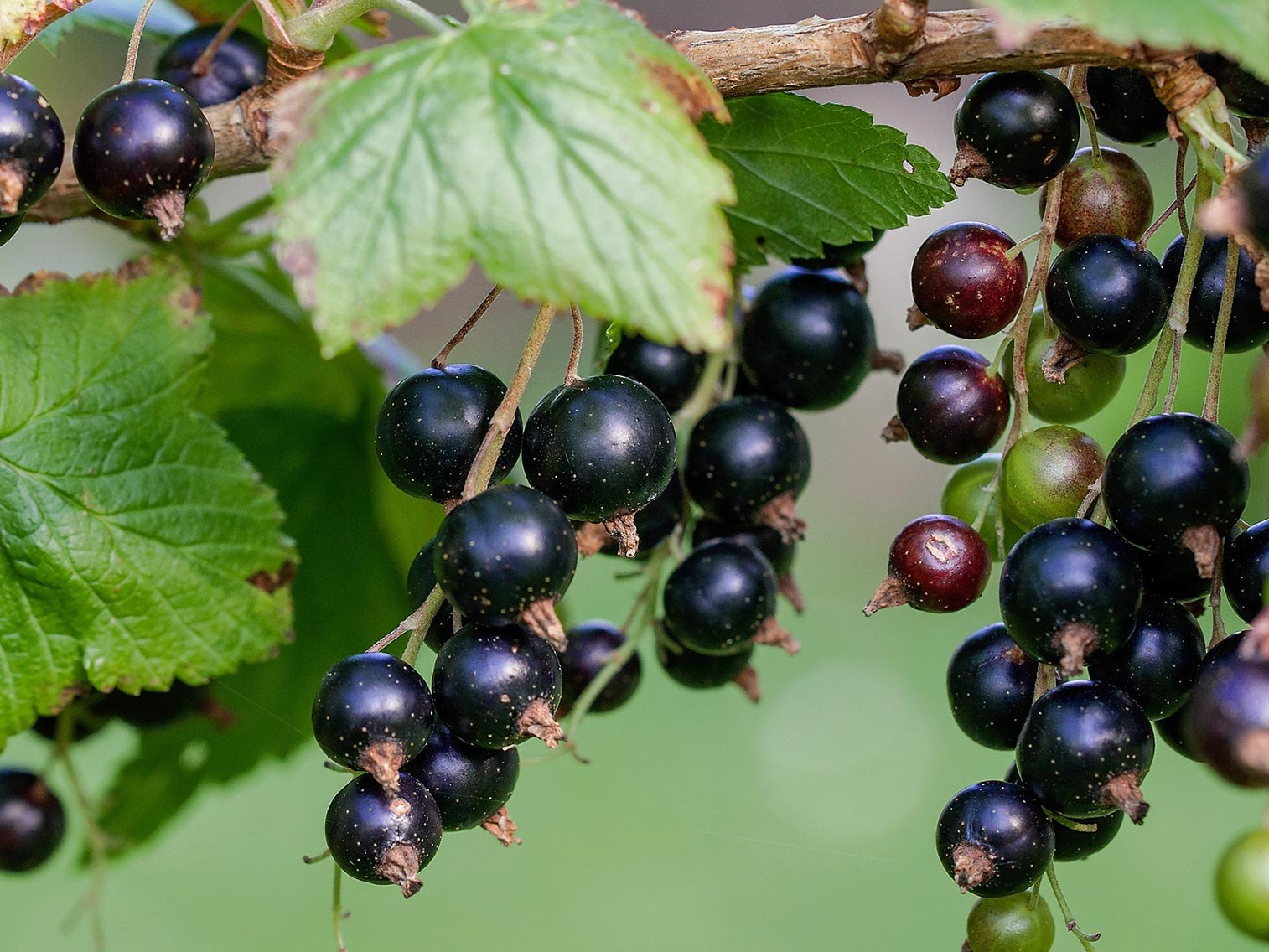 Le cassis : présentation, saison, conservation