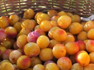 Prune Mirabelle