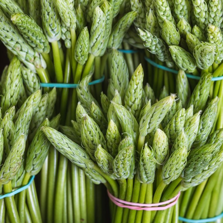 Asperge des bois