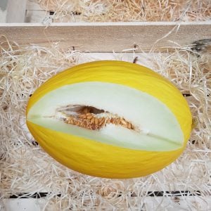 Melon Canari