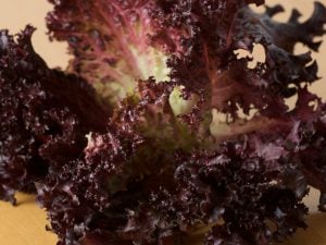 Batavia rouge grenobloise