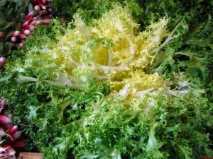 Salade frisée