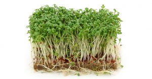 Jeune pousse de moutarde