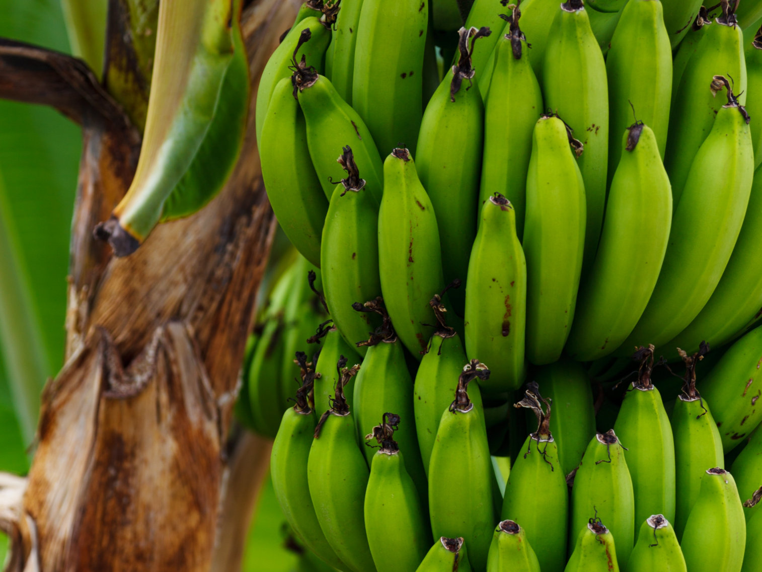 Les bananes - En savoir plus sur les bananes et bananes plantain