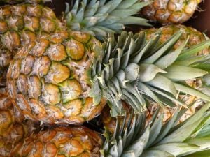 Ananas Victoria de l'île de la Réunion