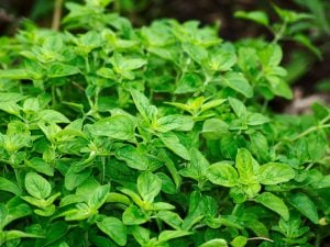 Herbe aromatique