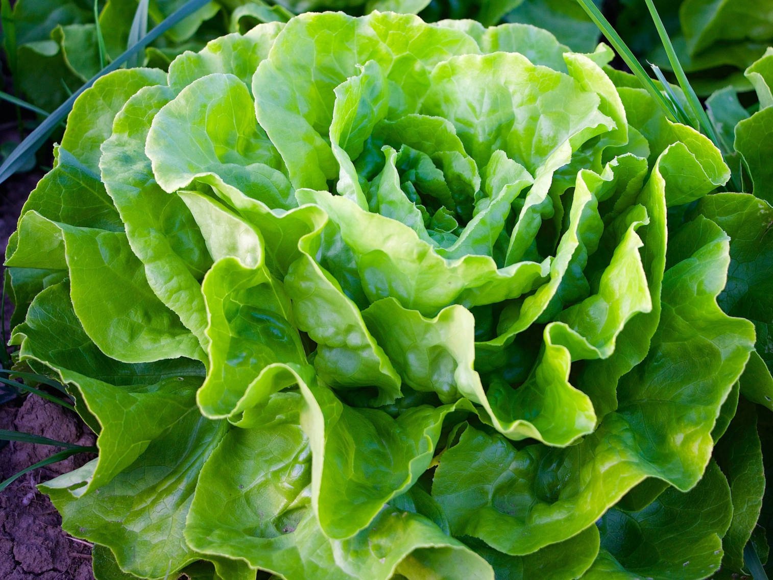 Salade Laitue