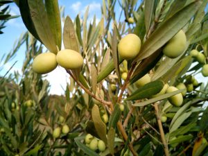 Olive verte picholine