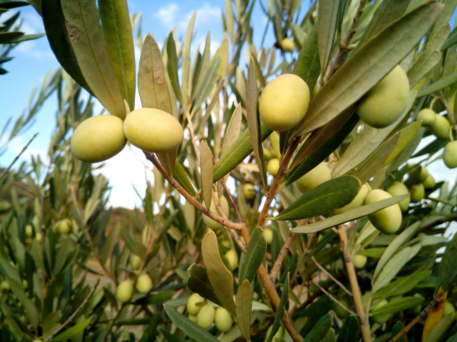 Tout savoir sur l'olive verte picholine