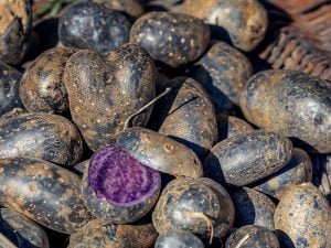 Pomme de terre prunelle