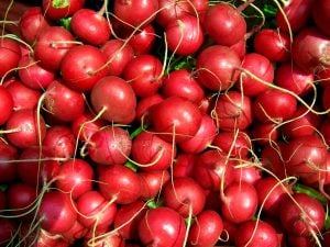 Radis rouge