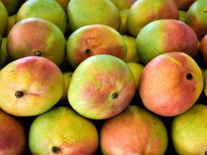 Mangue
