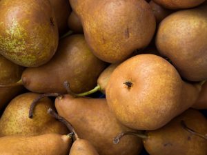 Poire Duchesse Bérerd 