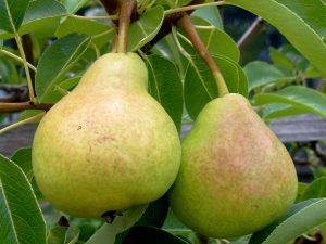 Poire Beurré Hardy