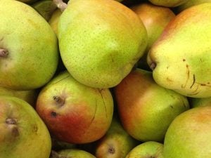 Poire Précoce de Trévoux