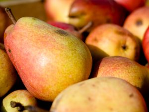 Poire Triomphe de Vienne