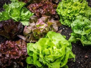 Salade