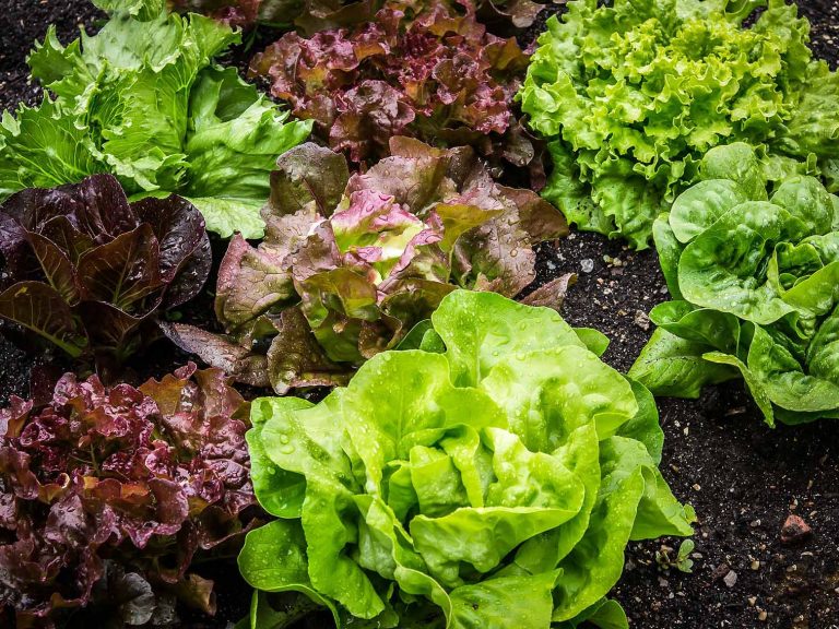 Tout savoir sur la salade Sucrine