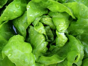 Salade Romaine