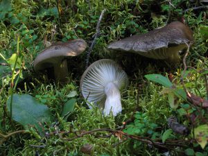 Champignon Hygrophore de mars