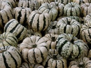 Courge Patidou