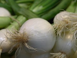 Oignon nouveau blanc