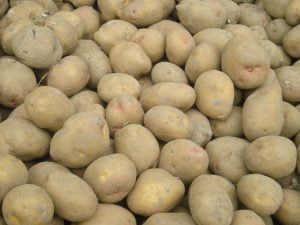 Pomme de terre Actrice