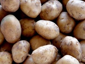 Pomme de terre Agatha