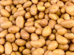 Pomme de terre Allians