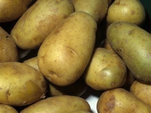 Pomme de terre Charlotte