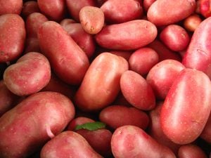 Pomme de terre Chérie