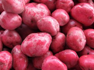 Pomme de terre Kuroda