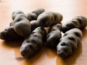 Pomme de terre Vitelotte