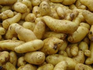 Pomme de terre nouvelle