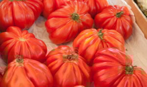 Tomate Cœur de Bœuf