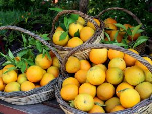 Passer l’automne au soleil avec les agrumes de Sicile