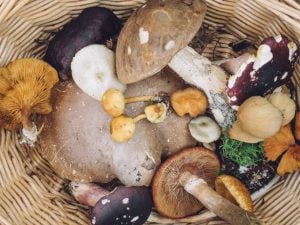 Comment bien préparer les champignons des bois