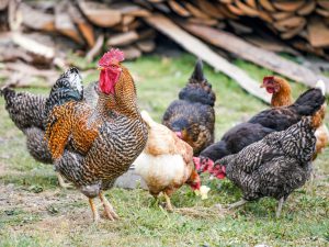 Chapons, poulardes et poulets, les volailles de Bresse glorifiées