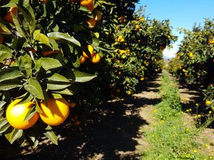 Focus sur la Corse, un terroir français d’agrumes !