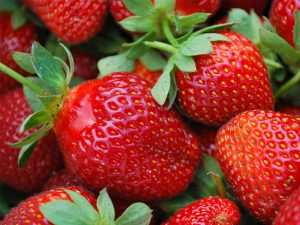 Des fraises au mois de mars ?