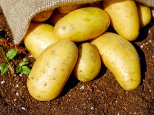 Pomme de terre nouvelle ou pomme de terre de conservation ?