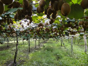 Sauvez nos kiwis !